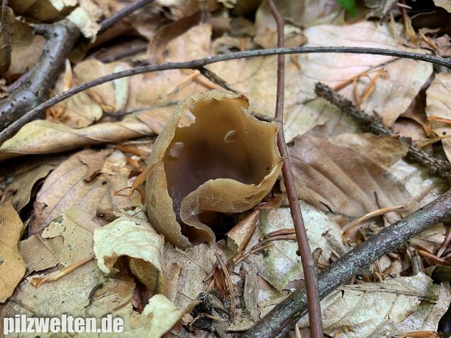 Buchenwaldbecherling, Peziza arvernensis