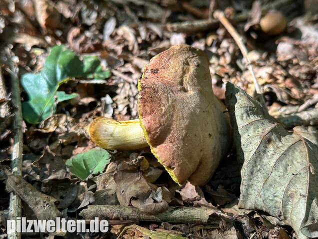 Eichenfilzröhrling, Hortiboletus engelii