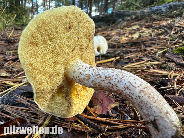 Elfenbeinröhrling, Weymouthsröhrling, Suillus placidus