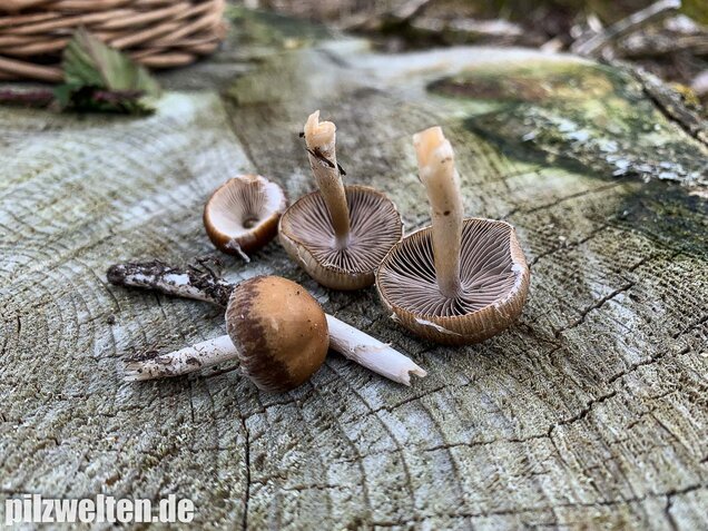 Früher Faserling, Schmalblättriger Faserling, Psathyrella spadiceogrisea