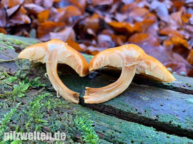 Geflecktblättriger Flämmling, Gymnopilus penetrans