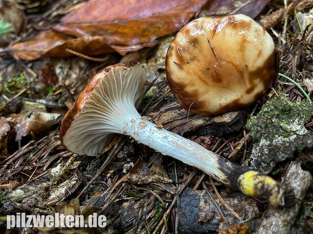 Gefleckter Gelbfuß, Gomphidius maculatus