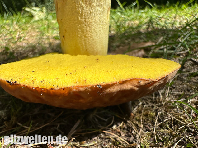 Gehämmerter Röhrling, Hemileccinum depilatum