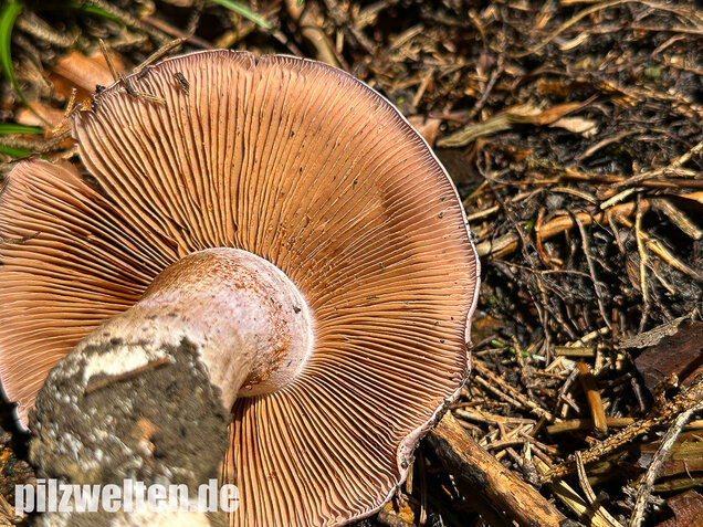 Dunkelfleckender Schleimkopf, Phlegmacium violaceomaculatum