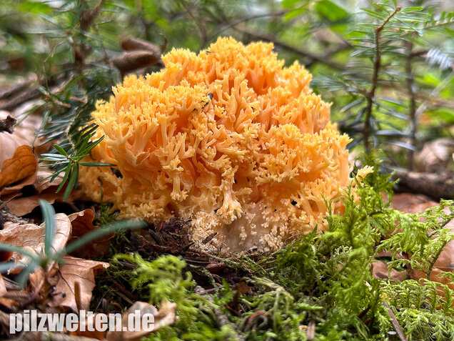 Gelbwerdende Koralle, Rosagelbliche Koralle, Ramaria flavescens
