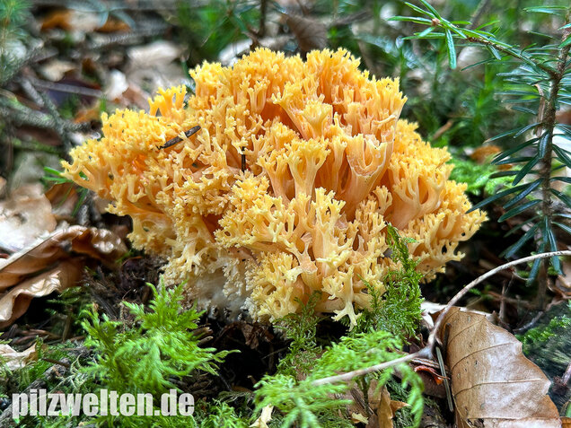 Gelbwerdende Koralle, Rosagelbliche Koralle, Ramaria flavescens