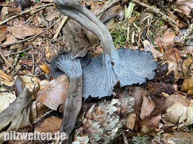 Grauer Pfifferling, Craterellus cinereus