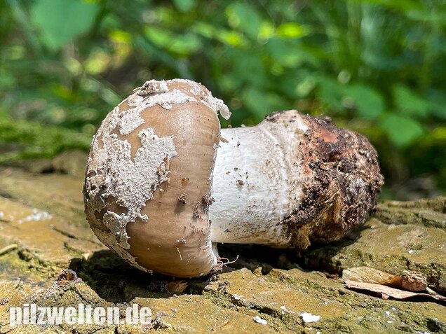 Grauer Wulstling, Amanita excelsa