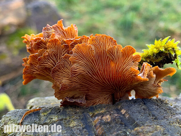 Herber Zwergknäueling, Panellus stipticus