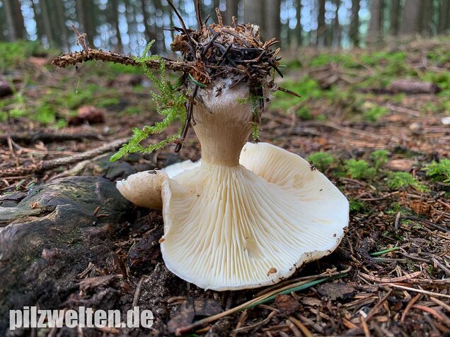 Keulenfüßiger Trichterling, Ampulloclitocybe clavipes