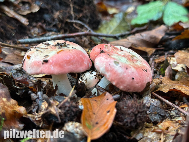 Kleiner Rosatäubling, Russula minutula
