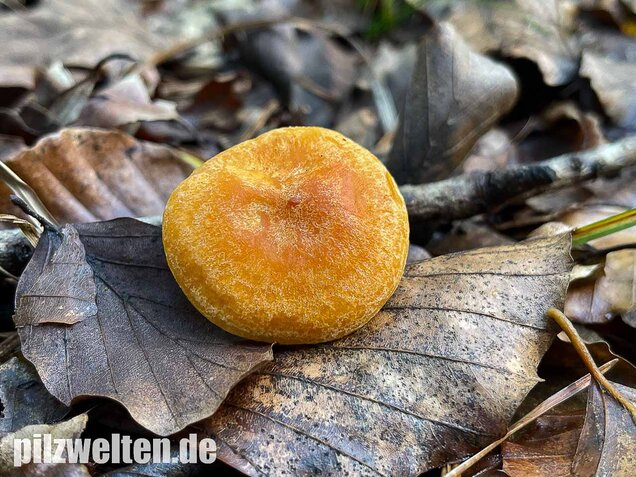 Lärchenmilchling, Lactarius porninsis