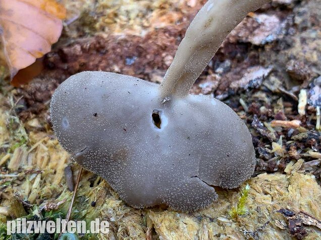 Langstielige Becherlorchel, Helvella macropus