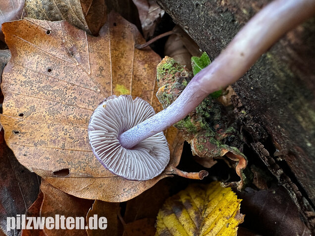 Violetter Risspilz, Lilaseidiger Risspilz, Inocybe violacea