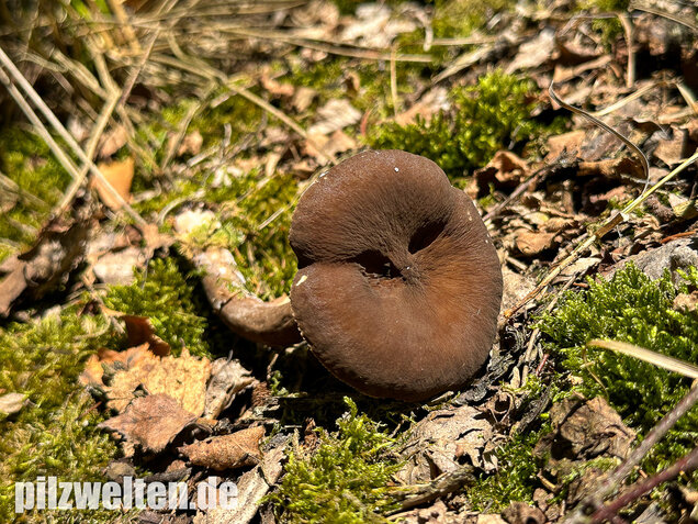 Mohrenkopf-Milchling, Lactarius lignyotus