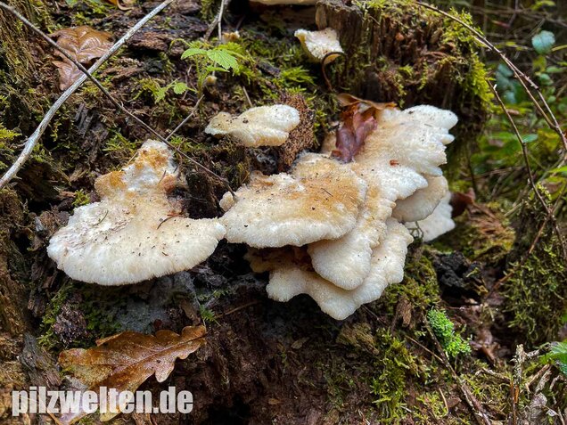 Nördlicher Porling, Climacocystis borealis