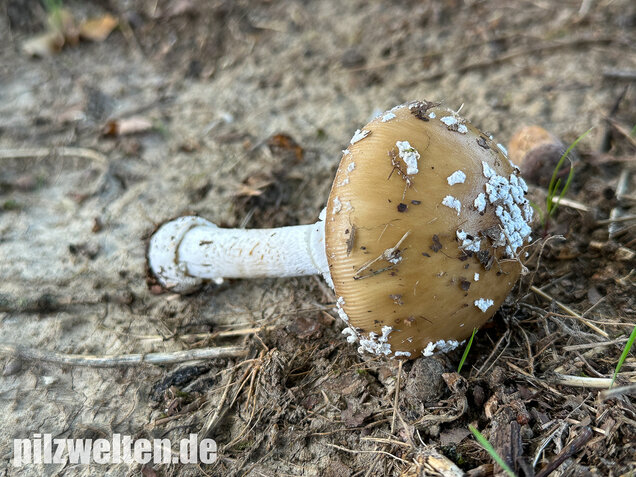 Pantherpilz, Pantherwulstling, Amanita pantherina