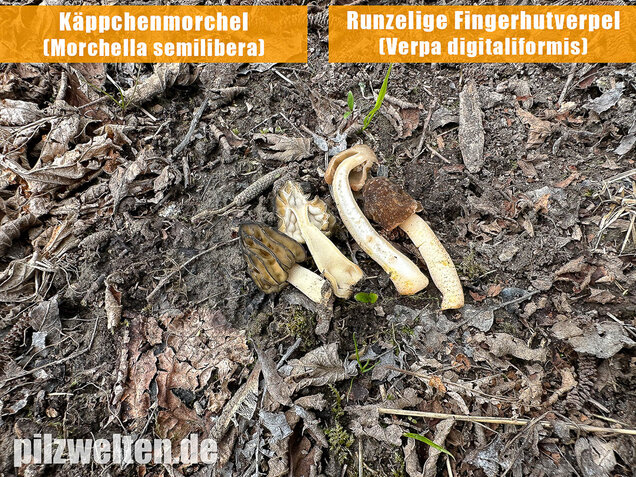 Käppchenmorchel, Morchella semilibera