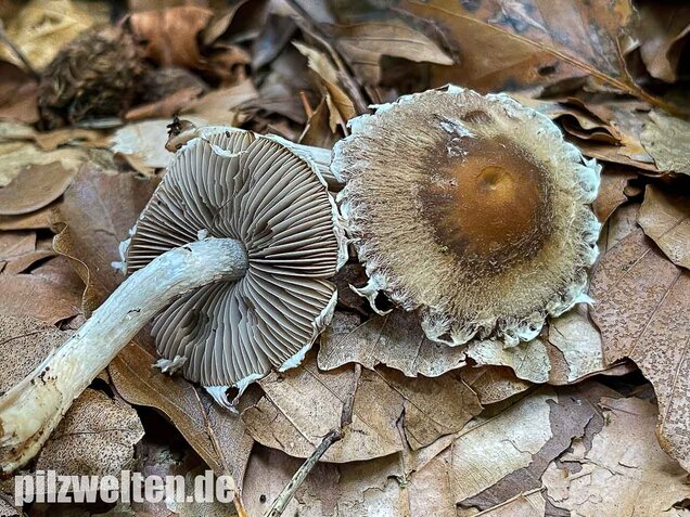 Reichbeschleierter Faserling, Psathyrella spintrigeroides