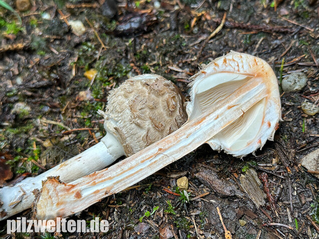 Olivbrauner Safranschirmling, Wald-Safranschirmling, Chlorophyllum olivieri