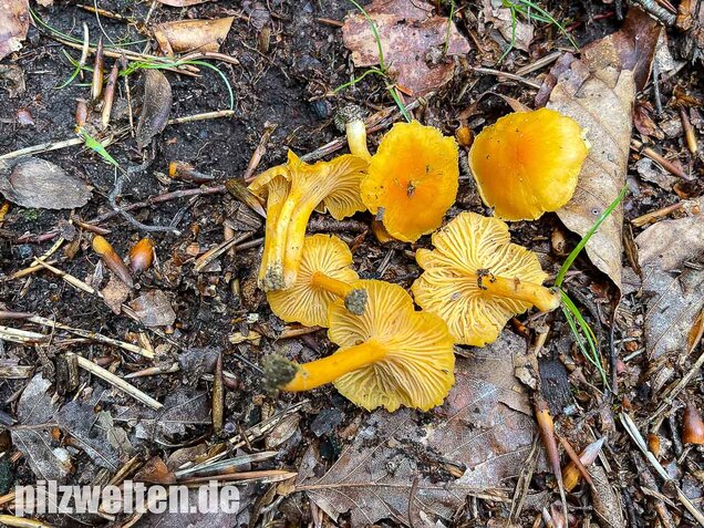 Samtiger Pfifferling, Cantharellus friesii