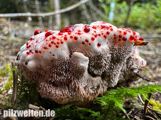 Scharfer Korkstacheling, Blutender Korkstacheling, Hydnellum peckii