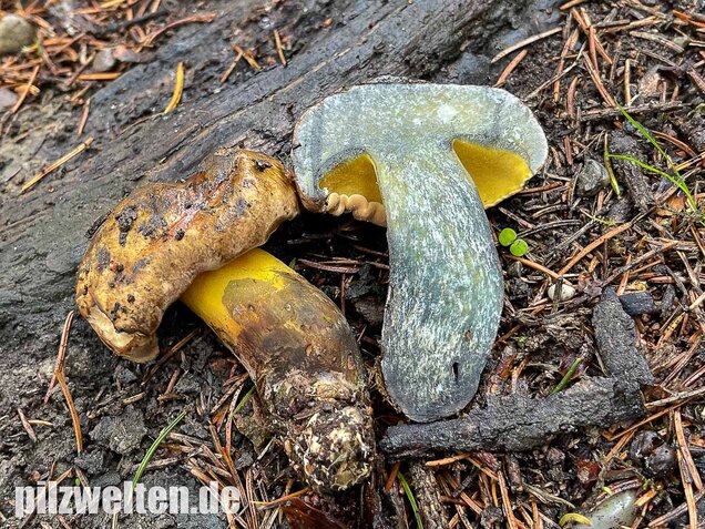 Schwarzblauender Röhrling, Cyanoboletus pulverulentus