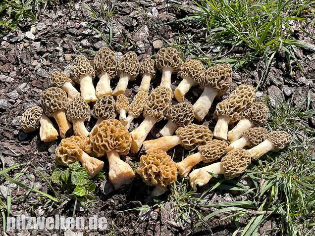 Speisemorchel, Morchella esculenta