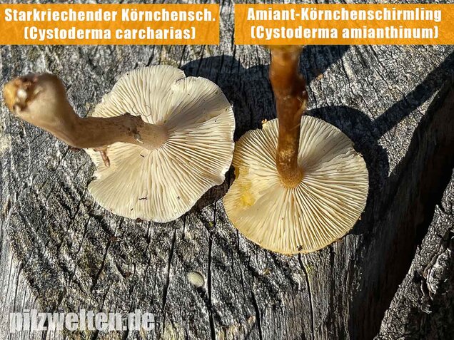 Amiant-Körnchenschirmling, Cystoderma amianthinum
