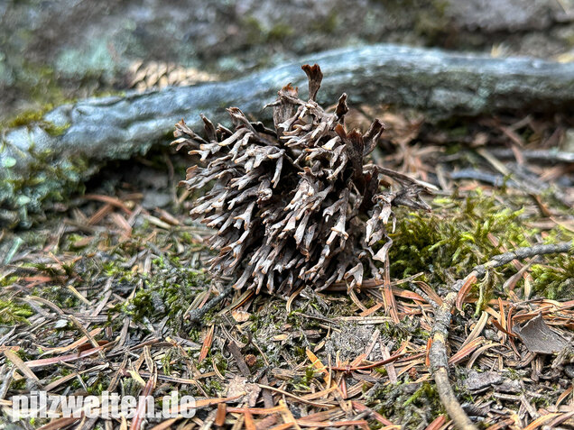 Stinkender Warzenpilz, Stinkende Lederkoralle, Thelephora palmata