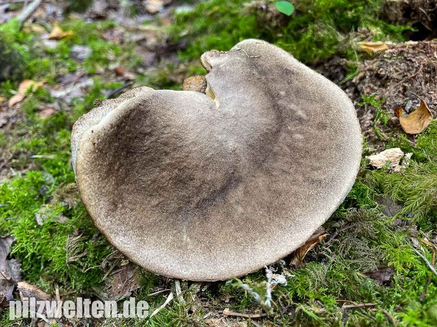 Vielverfärbender Birkenpilz, Leccinum variicolor