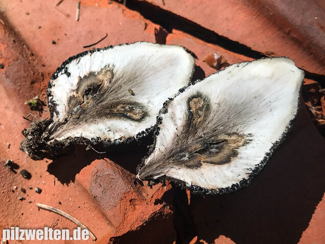 Vielgestaltige Holzkeule, Xylaria polymorpha