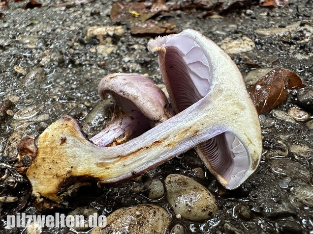 Violetter Klumpfuß, Calonarius sodagnitus