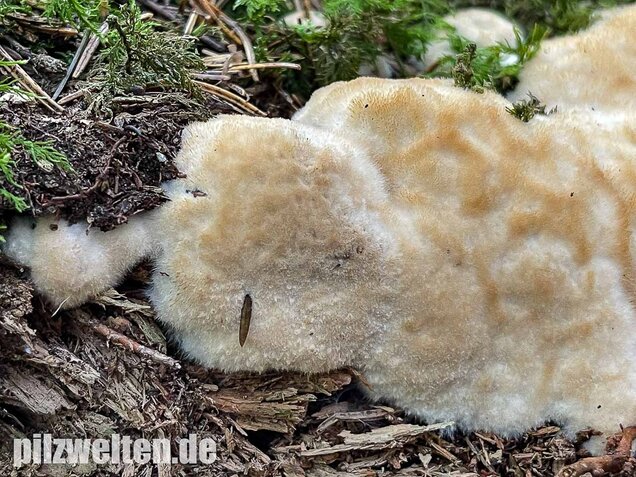 Weißer Polsterpilz, Postia ptychogaster