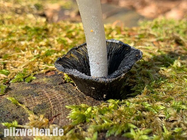 Wollstieliger Dungtintling, Coprinopsis cinerea