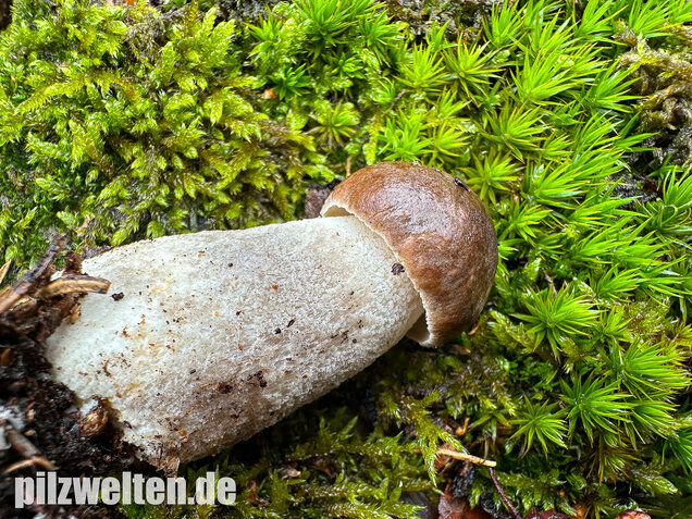 Wollstieliger Raufußröhrling, Leccinum cyaneobasileucum