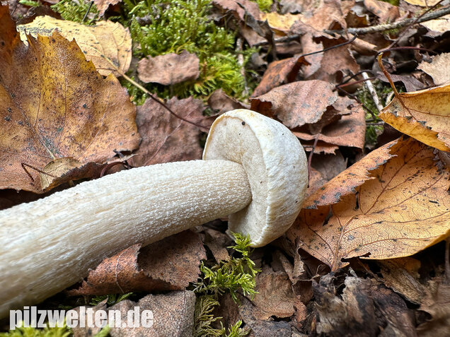 Wollstieliger Raufußröhrling (weiße Form), Leccinum cyaneobasileucum