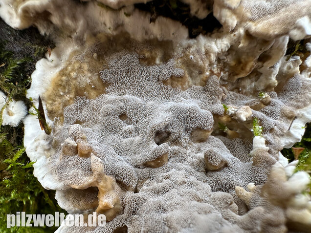 Angebrannter Rauchporling, Bjerkandera adusta