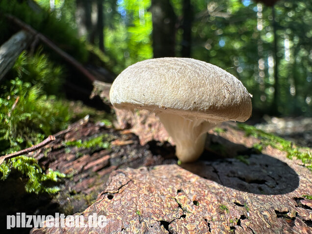 Berindeter Seitling, Pleurotus dryinus
