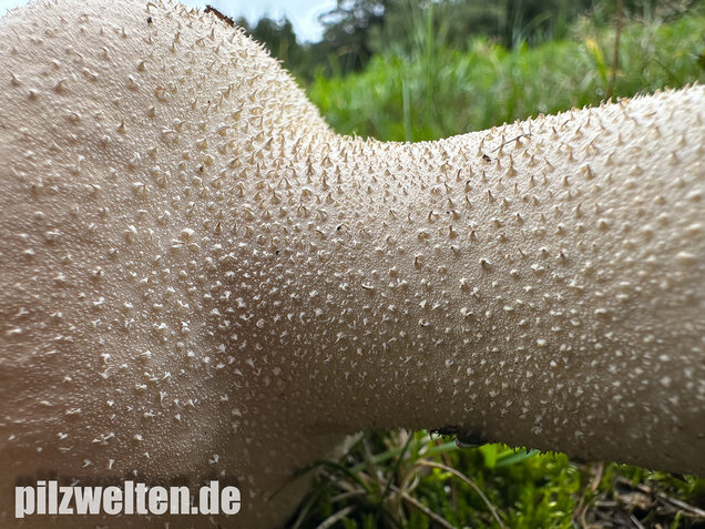 Beutelstäubling, Lycoperdon excipuliforme