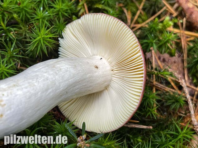 Buckeltäubling, Russula caerulea