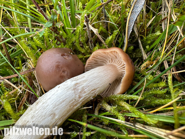 Dattelbrauner Ellerling, Cuphophyllus colemannianus