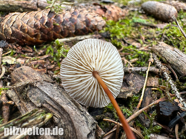 Knoblauchschwindling, Mycetinis scorodonius