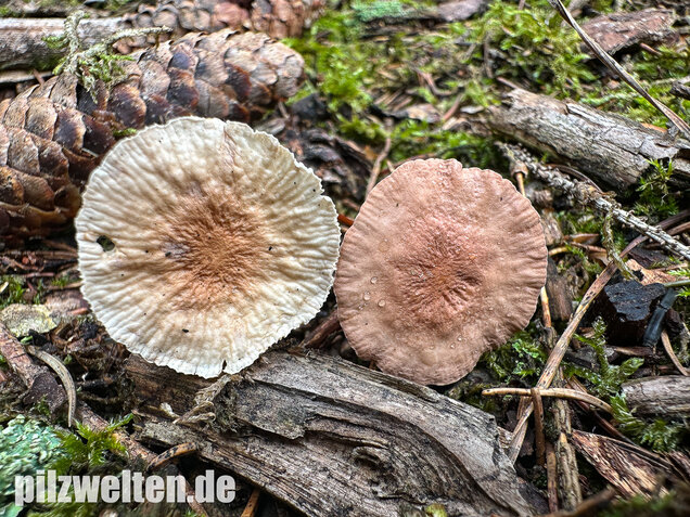 Knoblauchschwindling, Mycetinis scorodonius