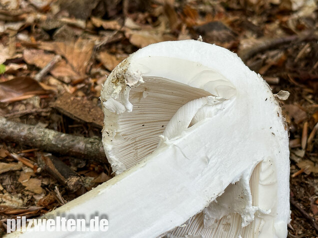 Fransiger Wulstling, Amanita strobiliformis