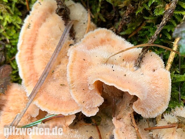 Gallertfleischiger Fältling, Phlebia tremellosa