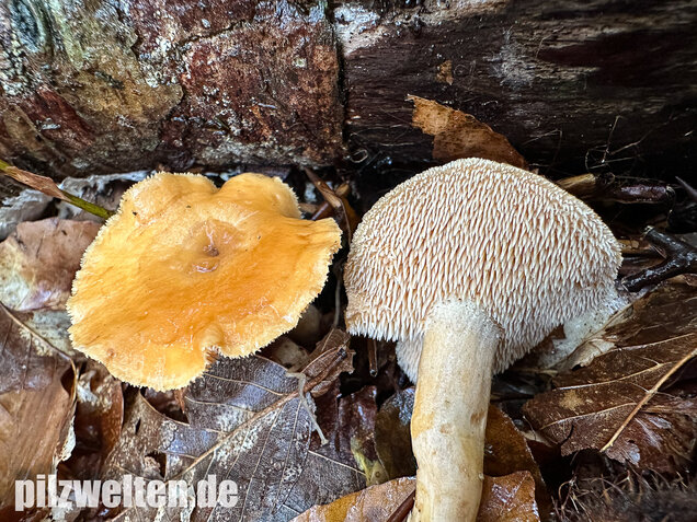 Genabelter Semmelstoppelpilz, Hydnum umbilicatum