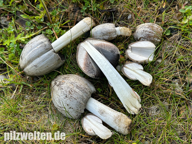 Grauer Faltentintling, Coprinopsis atramentaria