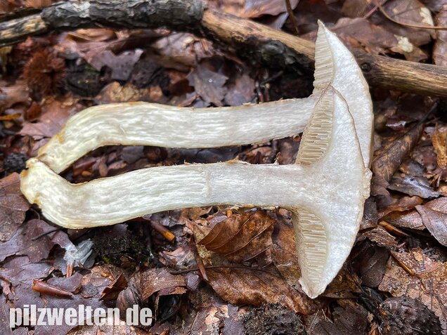 Grauer Lärchenröhrling, Suillus viscidus