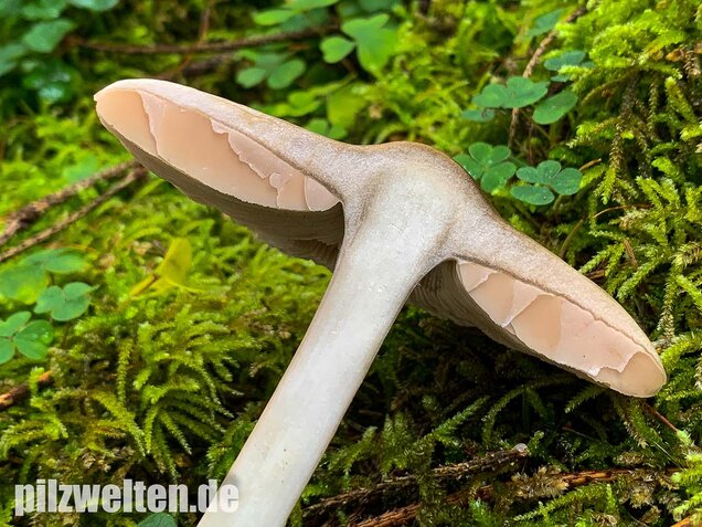 Großer Scheidling, Volvopluteus gloiocephalus